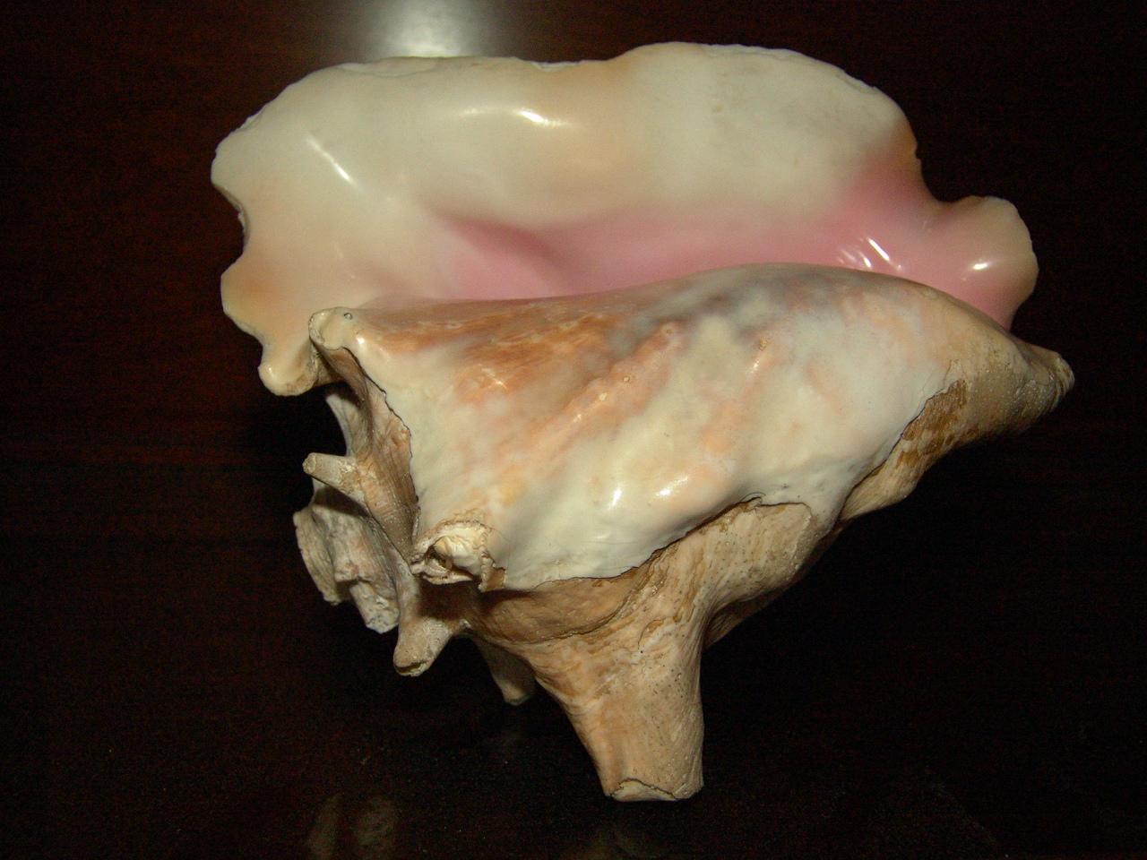 Conch2.jpg