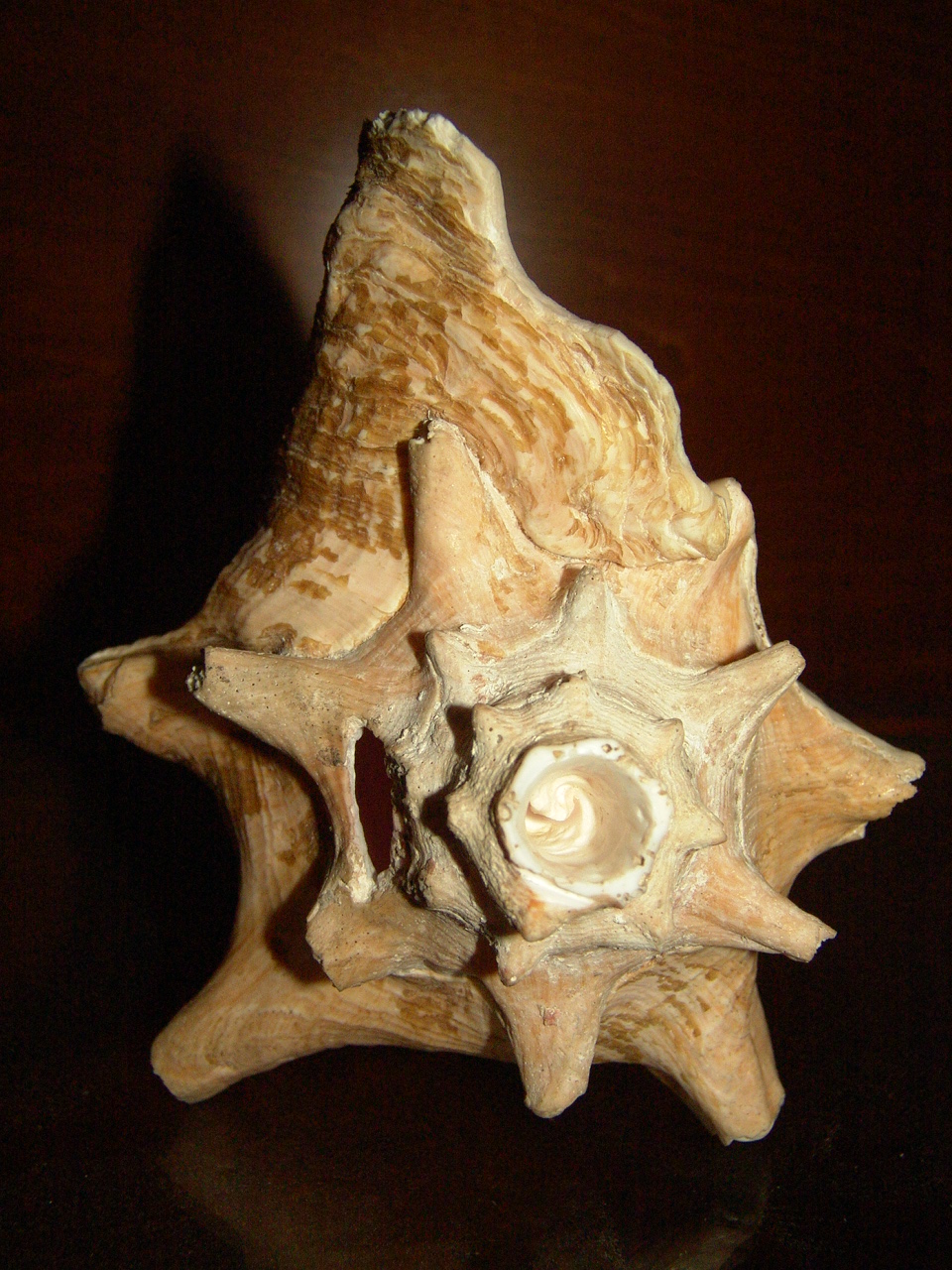 Conch3.jpg