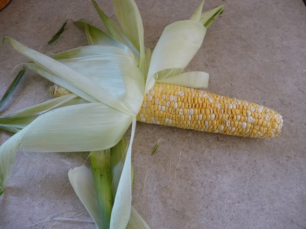 Corn1.jpg