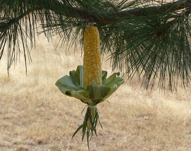 Corn3.jpg