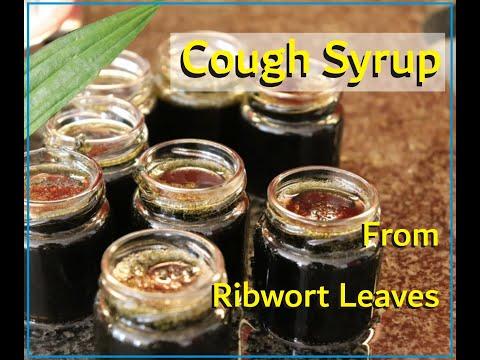 Cough Syrup From Ribwort Leaves