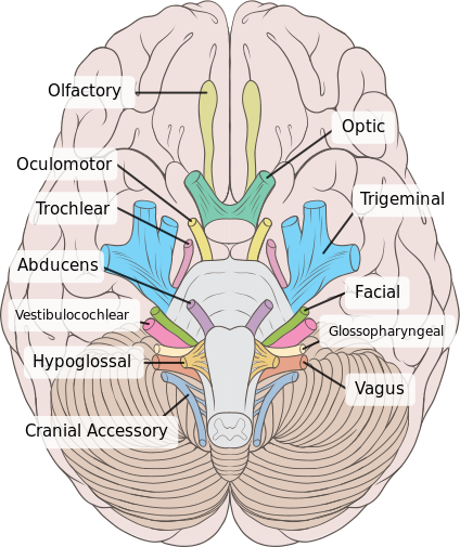 Cranial Nerve diagram.png