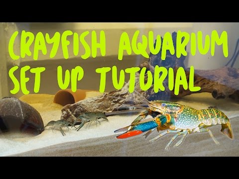 Crayfish Aquarium Set Up Tutorial