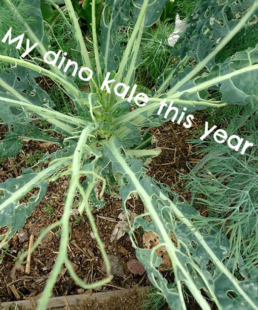 Crispy Kale02.jpg