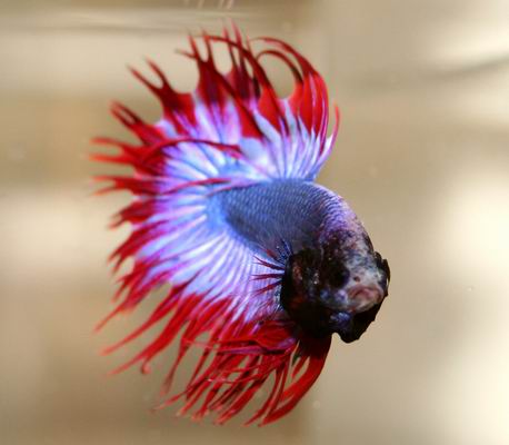 Crowntail_Betta_by_jurabetta.jpg