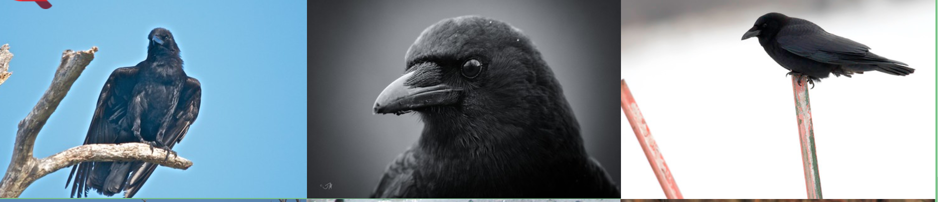 Crowpic.PNG