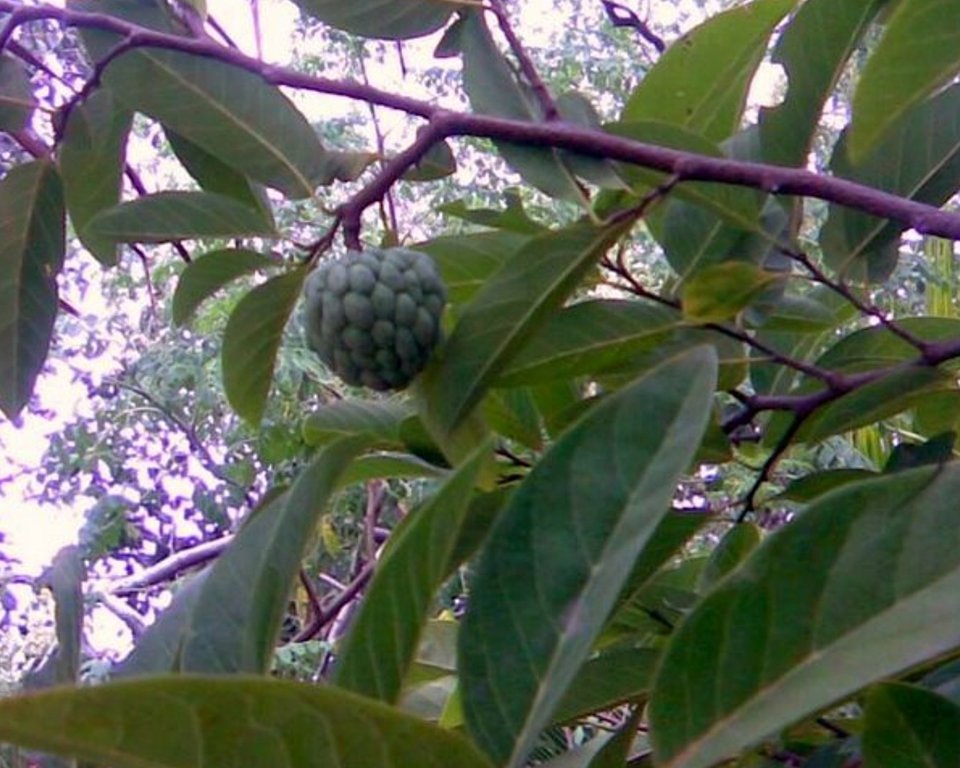 Custard apple.jpg