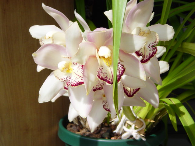 Cymbidium03.jpg