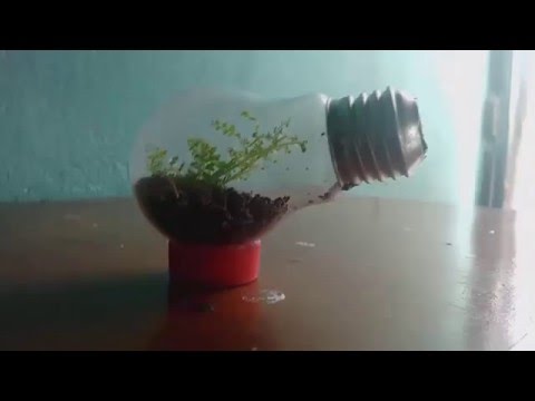 DIY - jardim dentro de uma lampada (terr&amp;aacute;rio em uma l&amp;acirc;mpada)