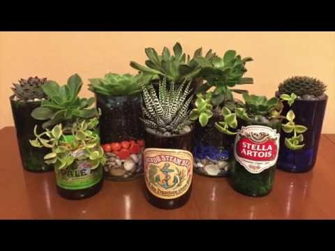 DIY Beer Bottle Succulents