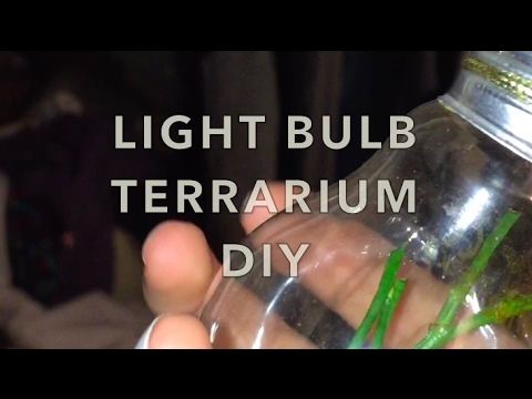 DIY Light Bulb Terrarium