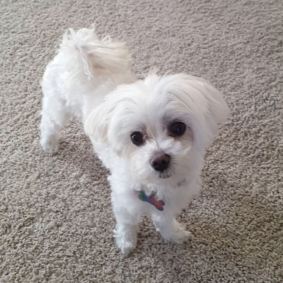 DIY Maltese Puppy Cut 1.jpg