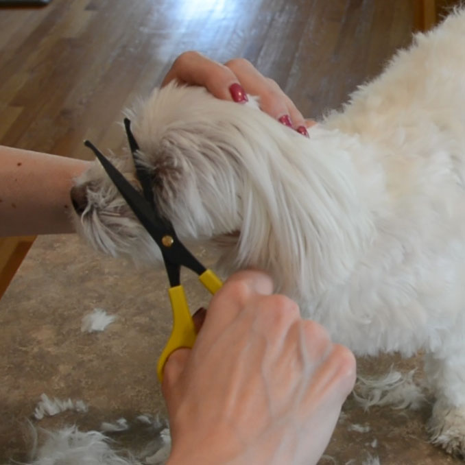 DIY Maltese Puppy Cut 10.jpg