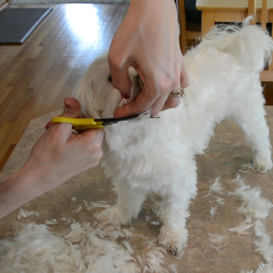 DIY Maltese Puppy Cut 11.jpg