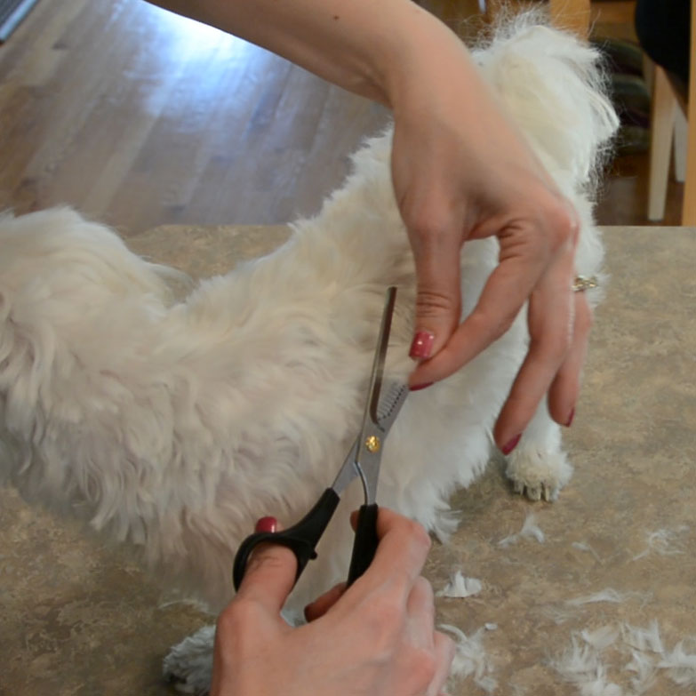 DIY Maltese Puppy Cut 12.jpg