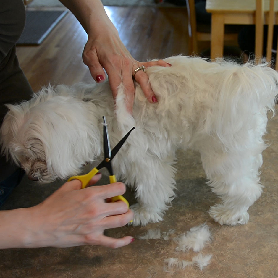 DIY Maltese Puppy Cut 3.jpg