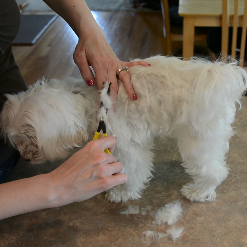 DIY Maltese Puppy Cut 4.jpg