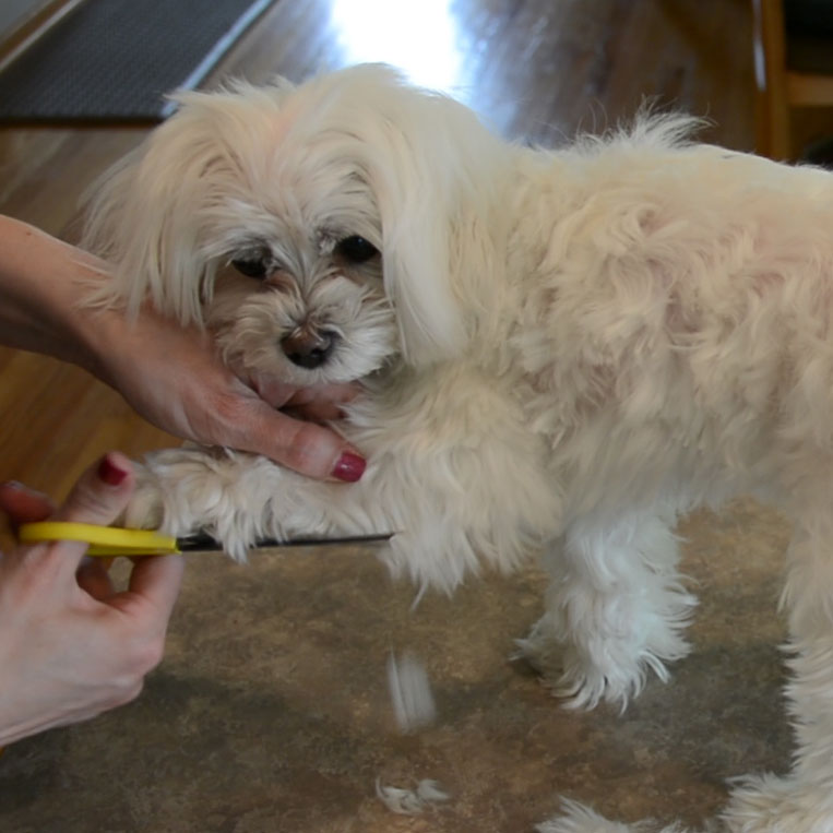 DIY Maltese Puppy Cut 5.jpg