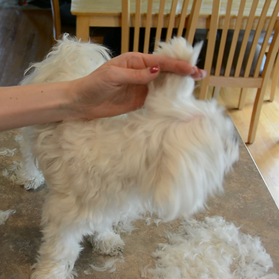 DIY Maltese Puppy Cut 6.jpg