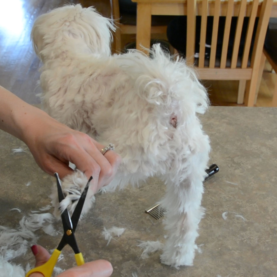 DIY Maltese Puppy Cut 7.jpg