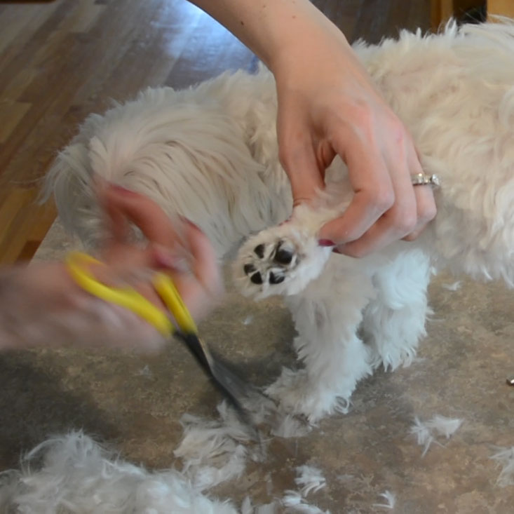 DIY Maltese Puppy Cut 8.jpg