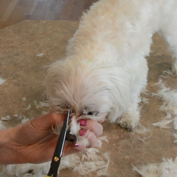 DIY Maltese Puppy Cut 9.jpg