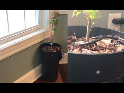 DIY Motion Detect Sentry Vacation Alarm Hidden Inside Self Watering WiFi Pot with Remote Monitoring