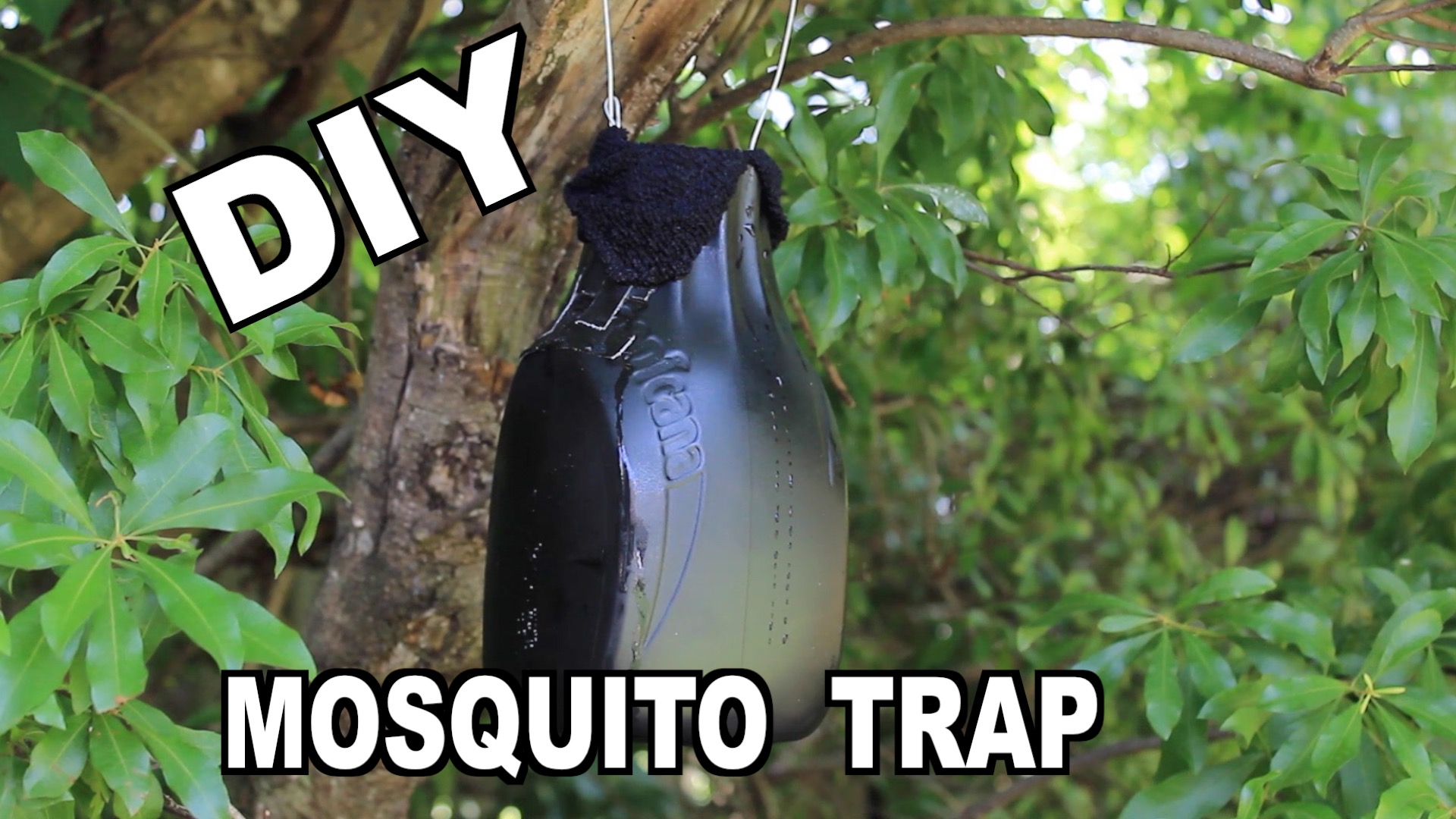 DIY Ovitrap Mosquito Trap 2015.jpg