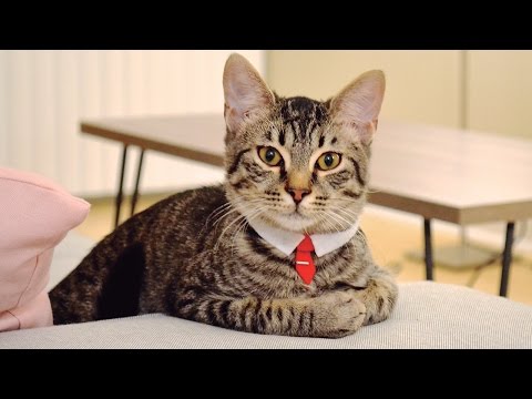 DIY Pet Suit &amp;amp; Tie l Mey Lynn