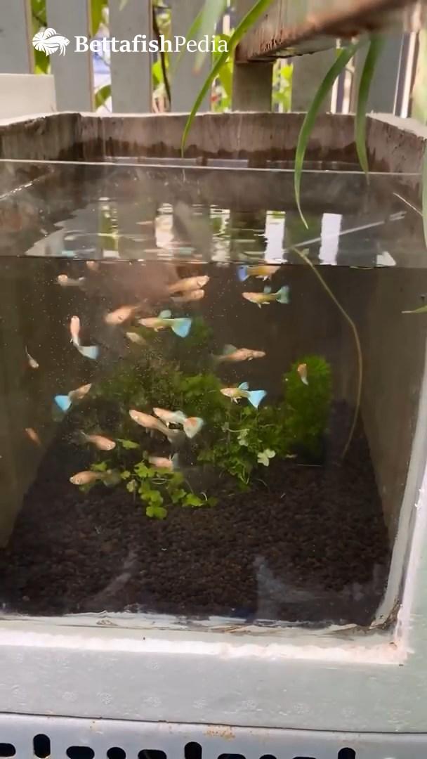 DIY fish tank.mp4_snapshot_01.26_[2023.05.14_23.53.11].jpg