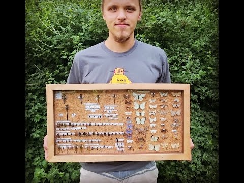 DIY insect collection case