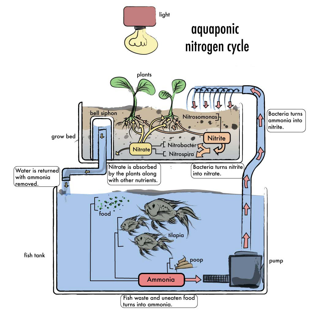 DIY-Aquaponics.jpg