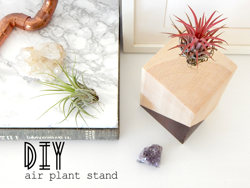 DIY-wood-air-plant-stand.jpg