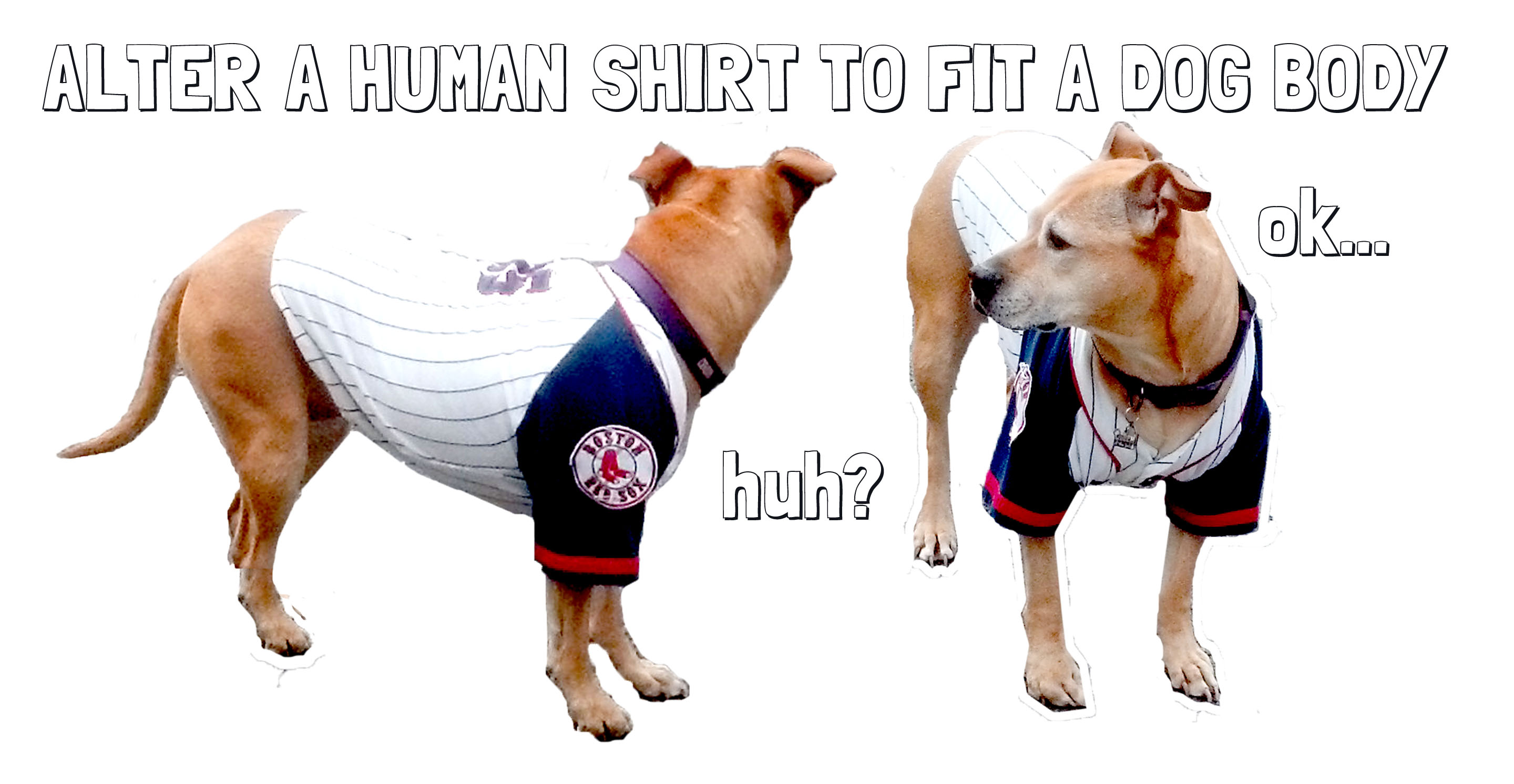 DOG SHIRT.jpg