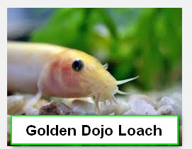 DOJO LOACH.jpg