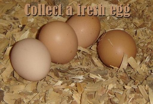 DSC00004 Collect a fresh egg.jpg