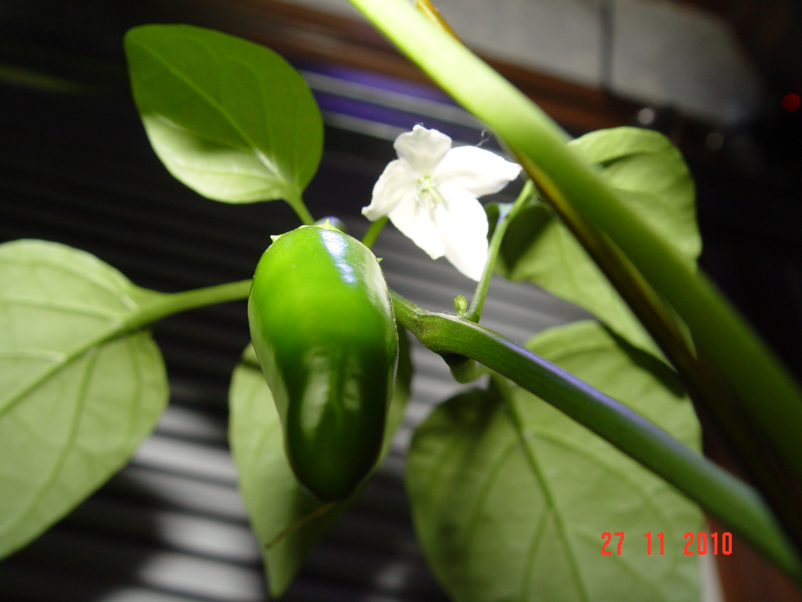 DSC00939.JPG