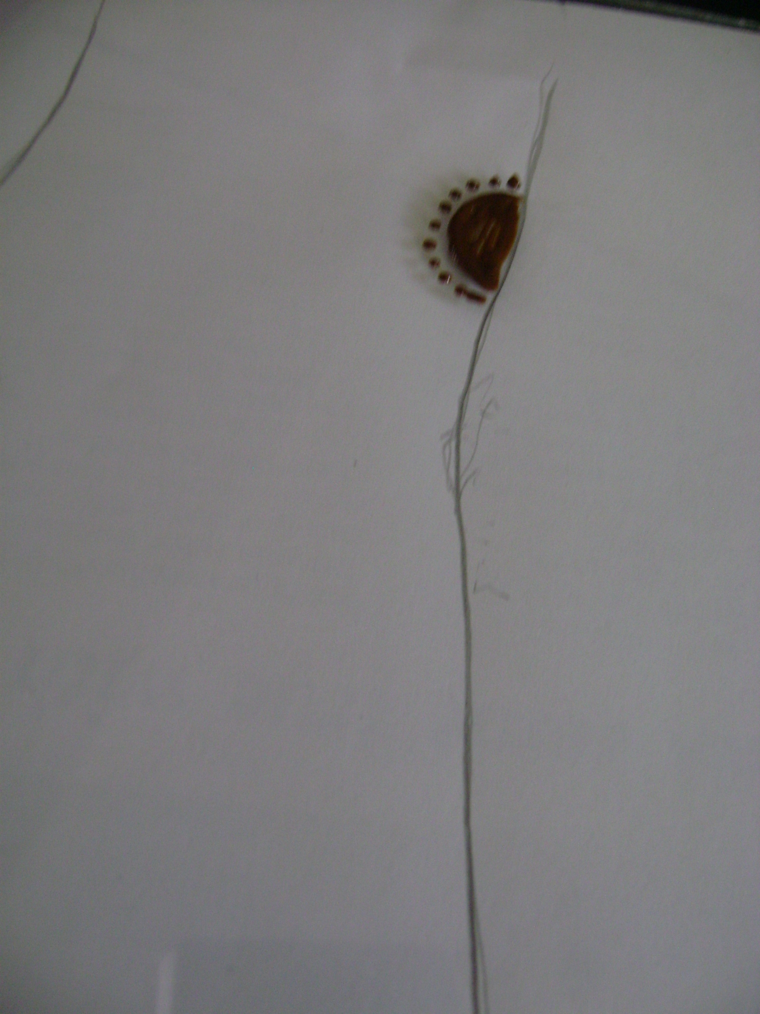 DSC07090.JPG