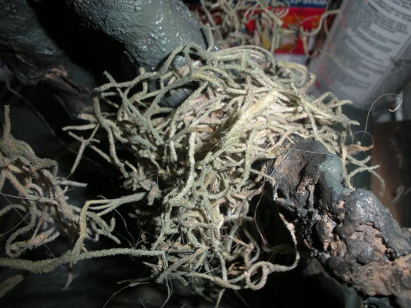 DSCN4818.jpg