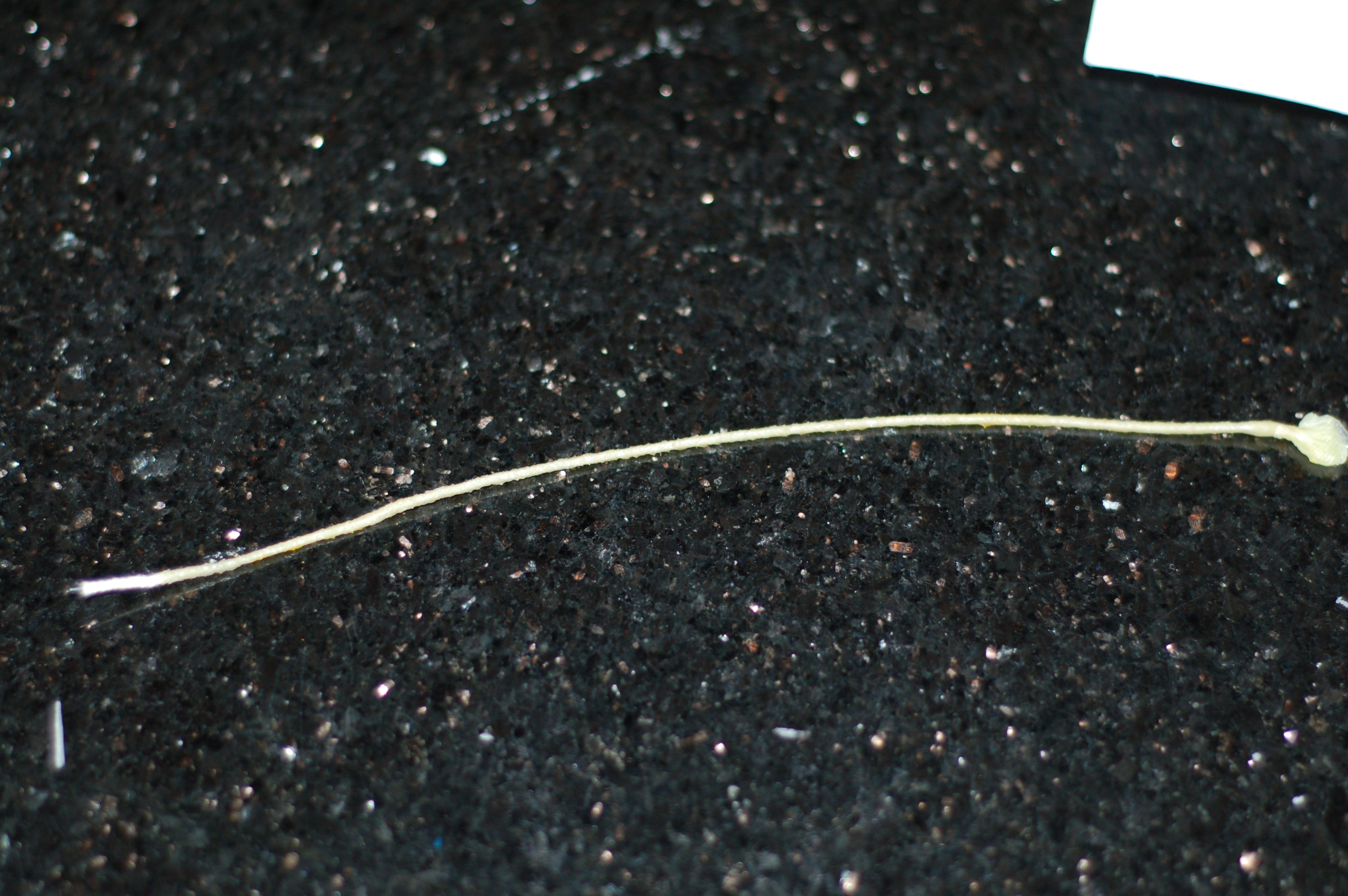 DSC_0433.JPG