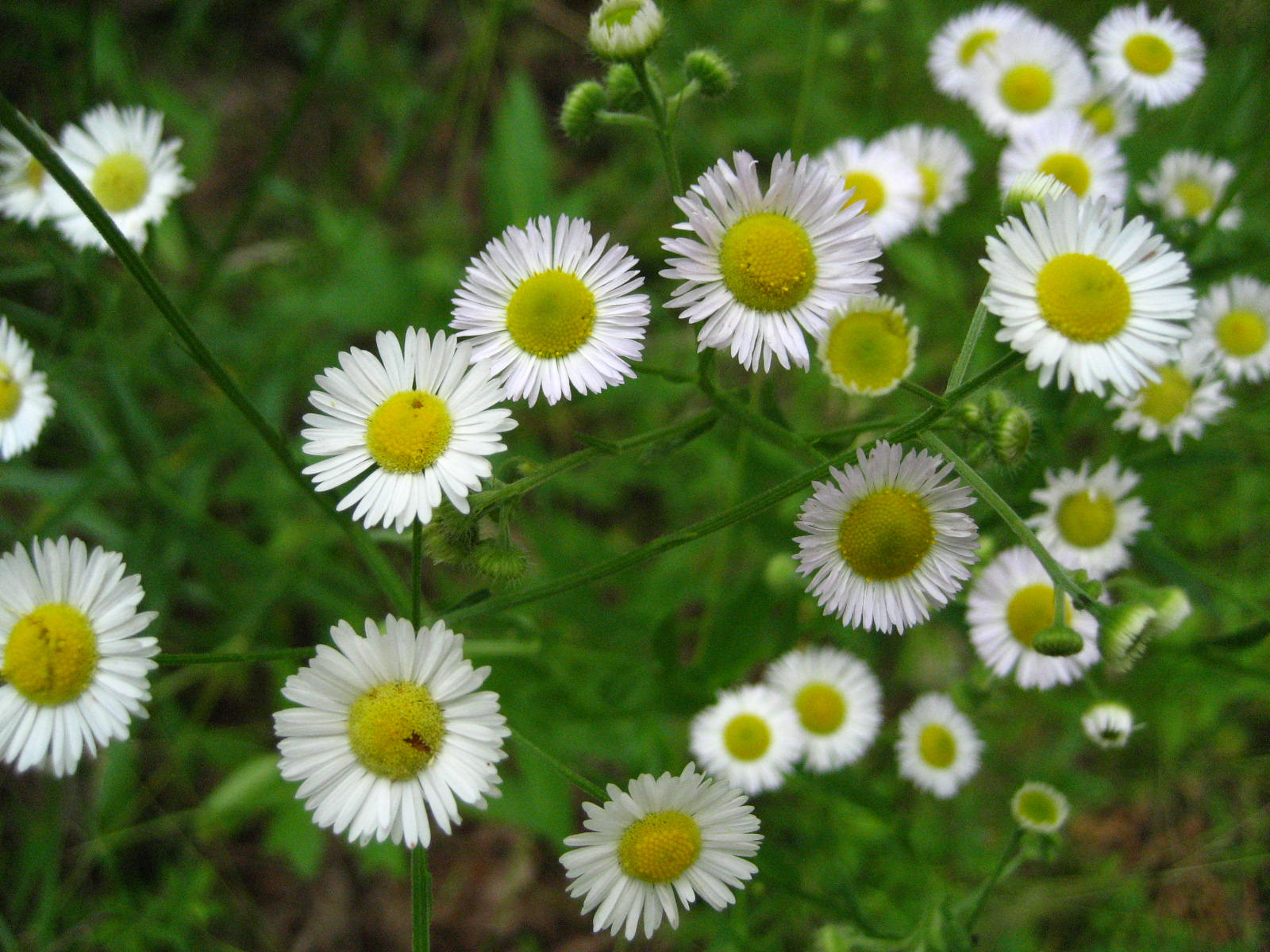 Daisy Fleabane