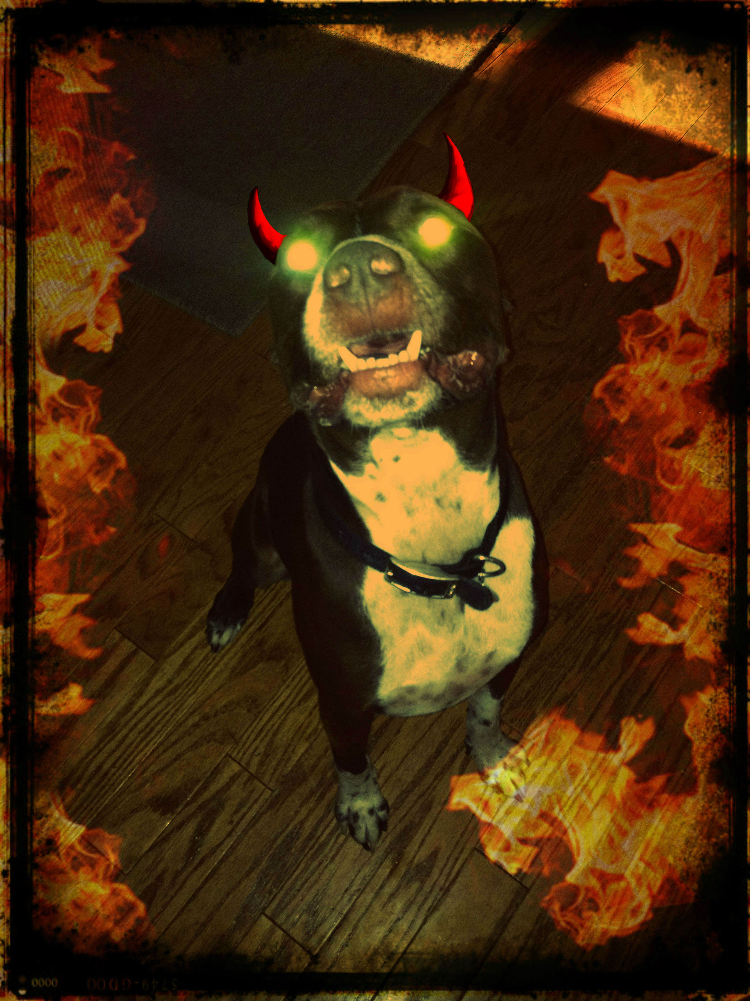 Demon Dog 4.jpg