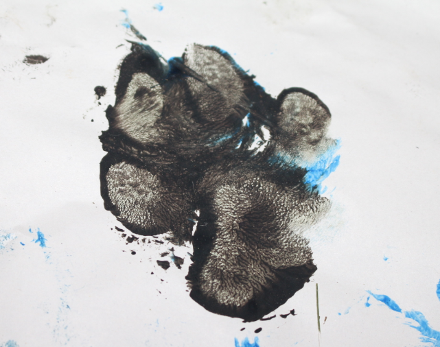 Detail of Paw Print one.PNG