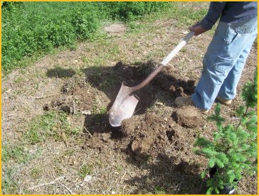 Dig hole 2 - 3 times as big as container.jpg