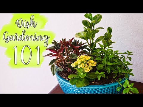 Dish Gardening 101: Designing, Planting &amp;amp; Care / Joy Us Garden