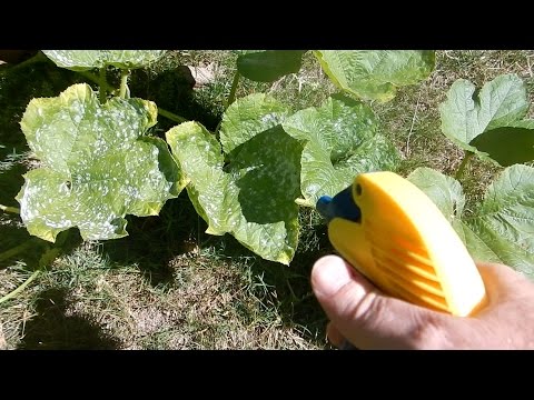 Do it Yourself Spray for Dealing with Plant Mildew