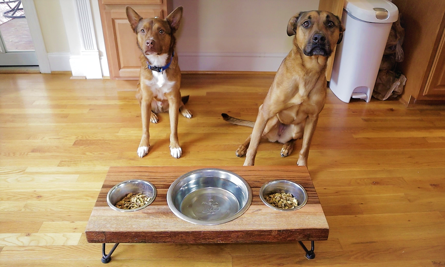 Dog food bowl.PNG