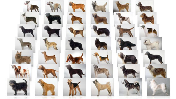 Dog-Breeds-MAIN.jpg