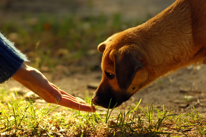 Dog-Dog_Guide-A_dog_sniffing_a_treat.jpg