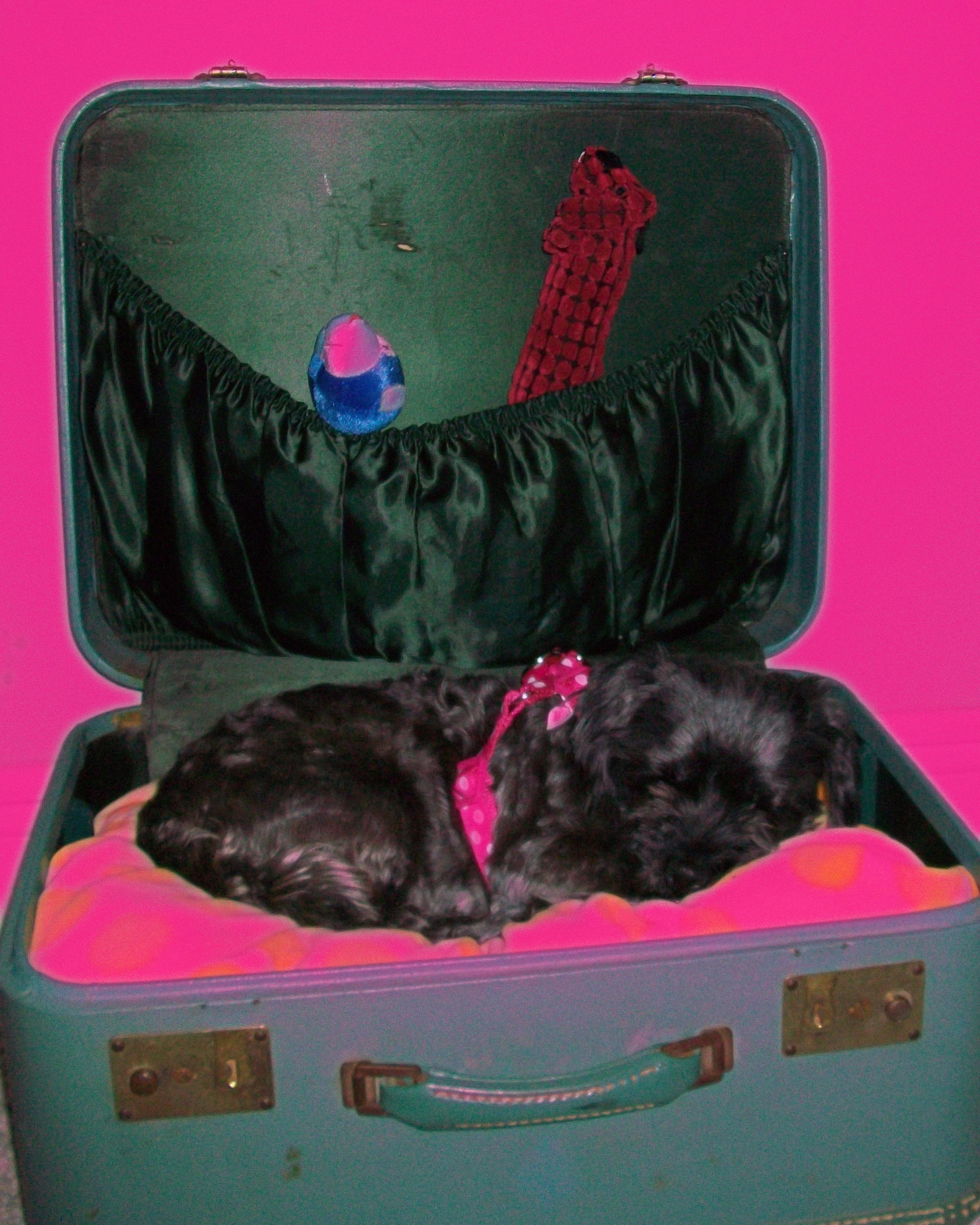 Doggy Bed from Suit-Case 043a.jpg